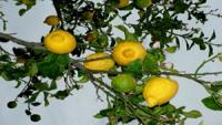 La Villa Tra i Limoni in Sicilia