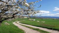 B&B Appartamento Domusflavia Trentino