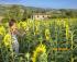 Agriturismo Casa Greppo, Umbria