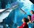 Acquario di Cattolica: dove vedere 3000 pesci da tutti i mari del pianeta