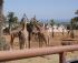 Il Parco Faunistico pi grande d'Italia: Zoo Di Fasano