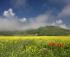 Castelluccio: tripudio di colori!