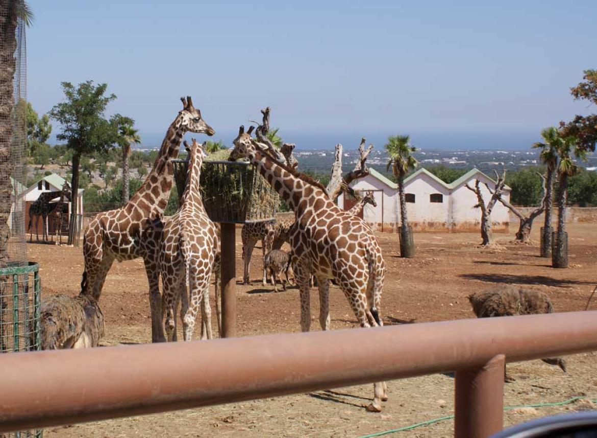 Il Parco Faunistico pi grande d'Italia: Zoo Di Fasano